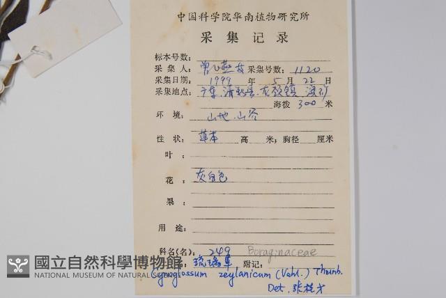 琉璃草藏品圖，第2張