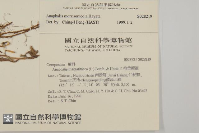 玉山抱莖籟簫藏品圖，第2張