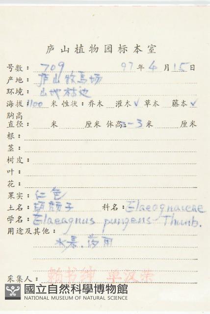 胡頹子藏品圖，第2張