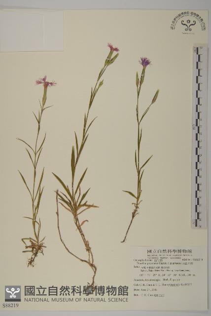 玉山石竹藏品圖，第1張