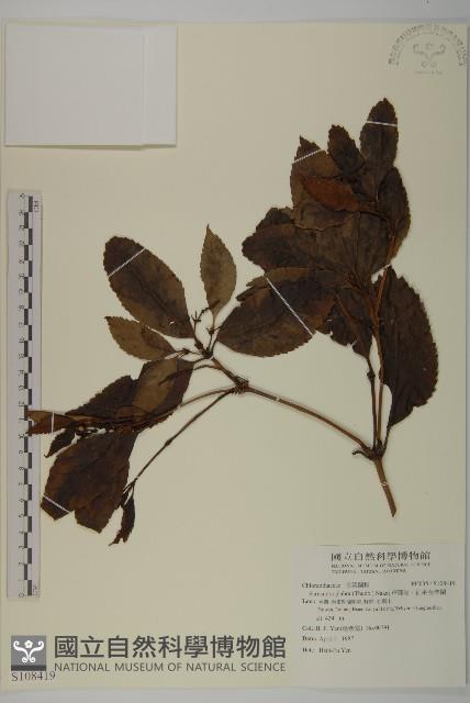 草珊瑚、紅果金粟蘭藏品圖，第1張