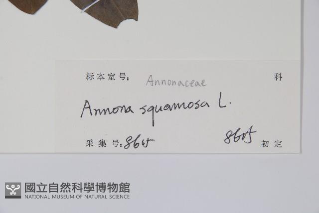 番荔枝、釋迦果、佛頭果藏品圖，第2張
