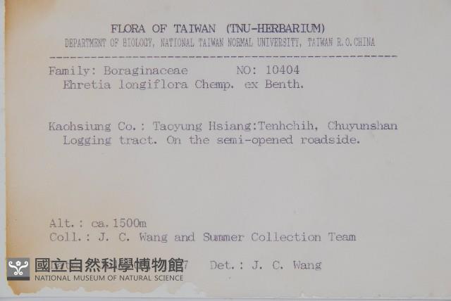 長花厚殼樹藏品圖，第2張