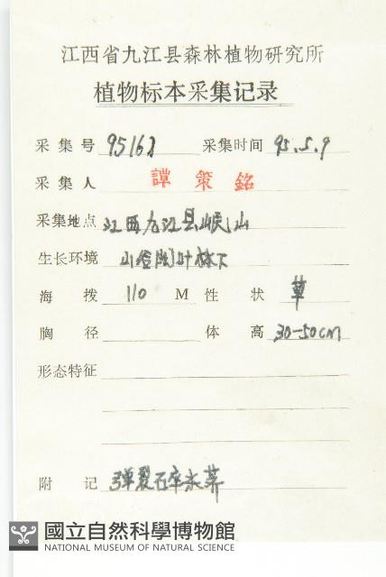 水花菜藏品圖，第2張