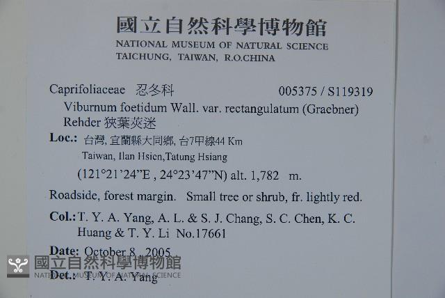 狹葉莢迷藏品圖，第2張