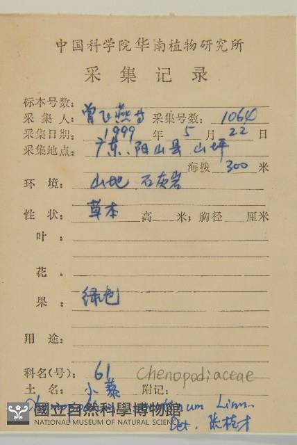 小葉藜藏品圖，第2張