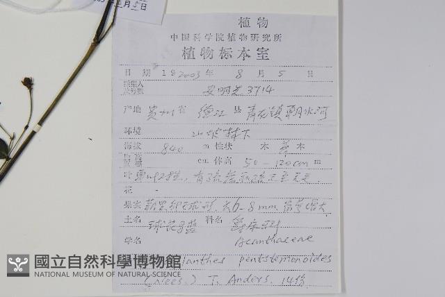 球花馬藍藏品圖，第2張