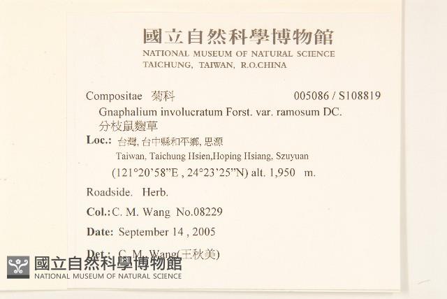 分枝鼠麴草藏品圖，第2張