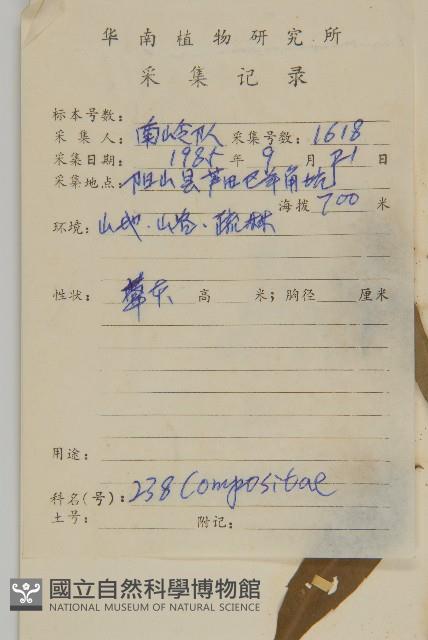 寬傘三褶葉紫菀藏品圖，第2張