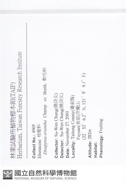 軟毛柿藏品圖，第2張