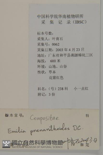 小葉一點紅藏品圖，第2張