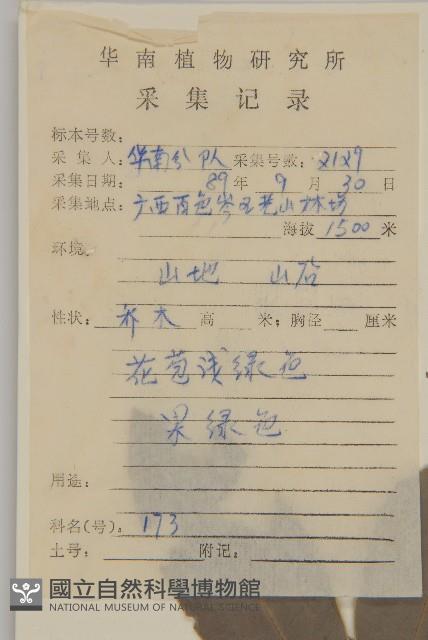 密花假衛矛藏品圖，第2張