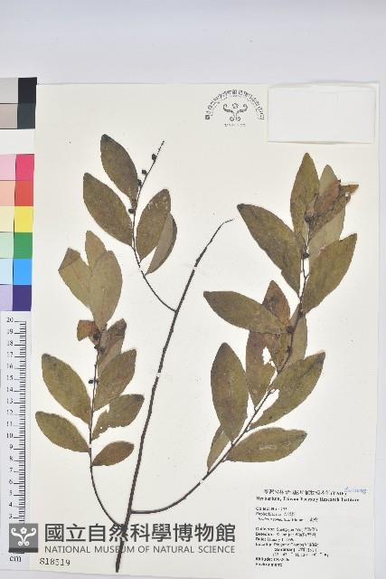 土密樹藏品圖，第1張