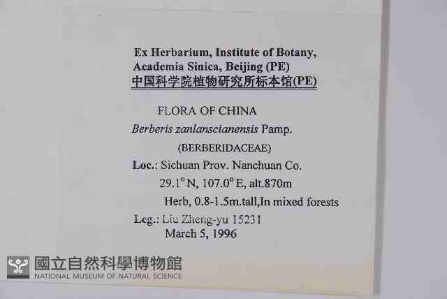 刺黃柏藏品圖，第2張