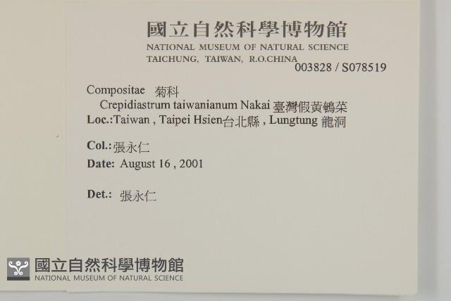 臺灣假黃鵪菜藏品圖，第2張