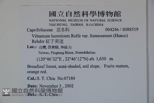 紅子莢迷藏品圖，第2張