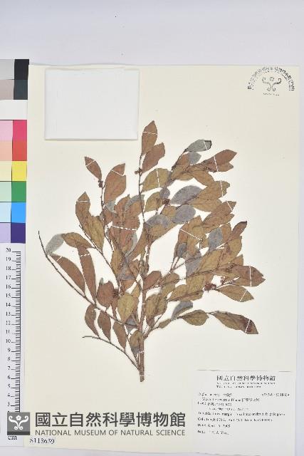 細葉饅頭果藏品圖，第1張