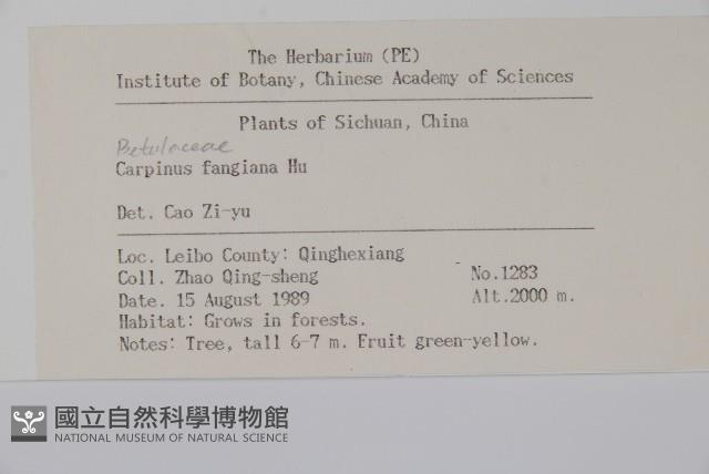 川黔千金榆藏品圖，第2張