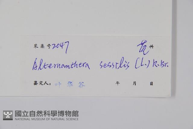 蓮子草藏品圖，第2張