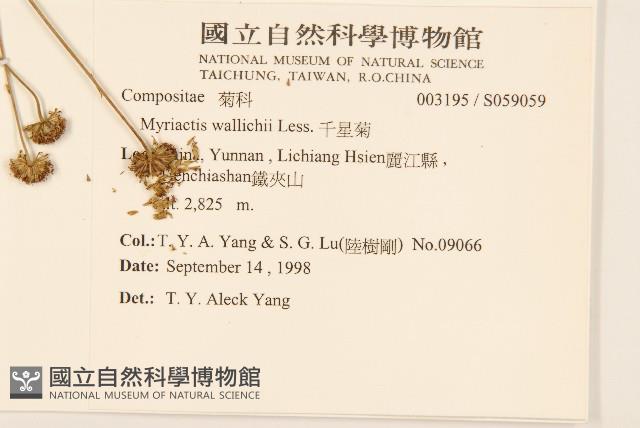 千星菊藏品圖，第2張