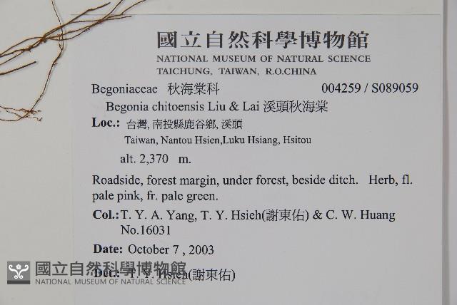 溪頭秋海棠藏品圖，第2張