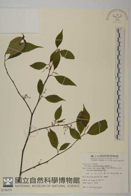 佩羅特木藏品圖，第1張