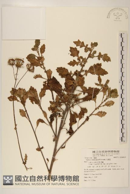 白鳳菜藏品圖，第1張