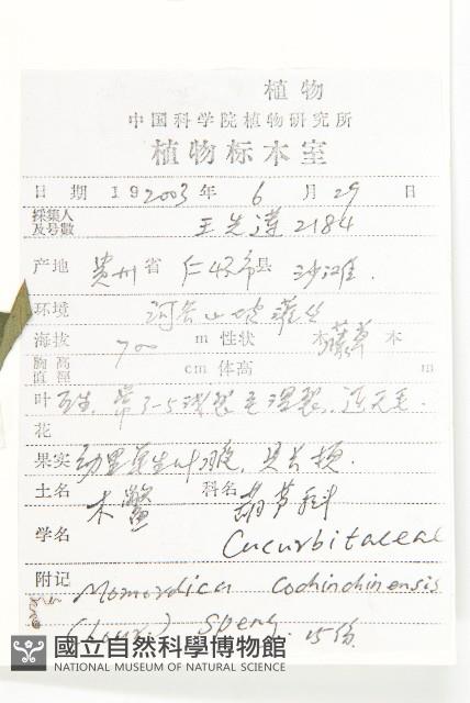 木鱉子藏品圖，第2張