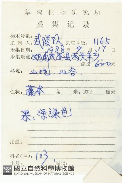 馬交兒藏品圖，第2張