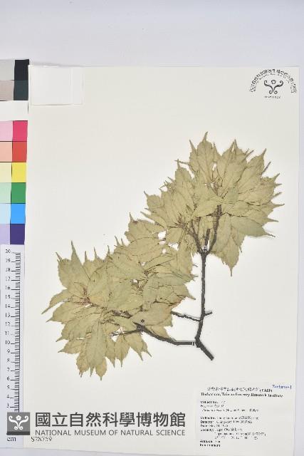 油葉石櫟藏品圖，第1張