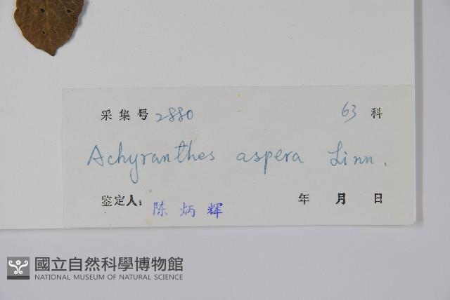 土牛膝藏品圖，第2張