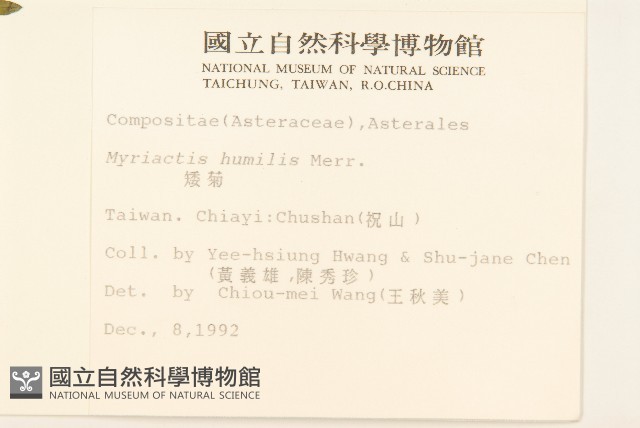 矮菊藏品圖，第2張