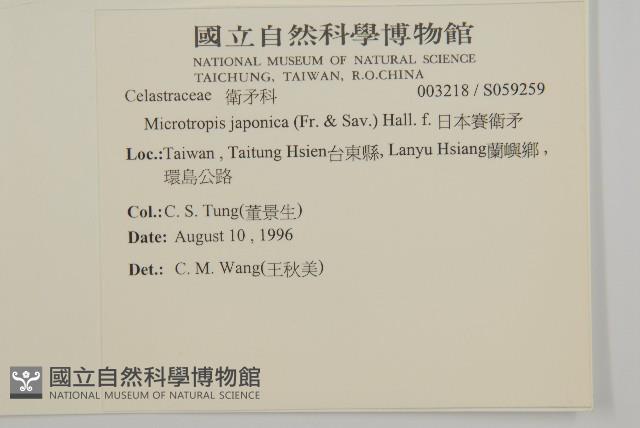 日本賽衛矛、日本假衛矛藏品圖，第2張