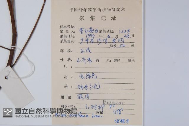 臙脂樹藏品圖，第2張
