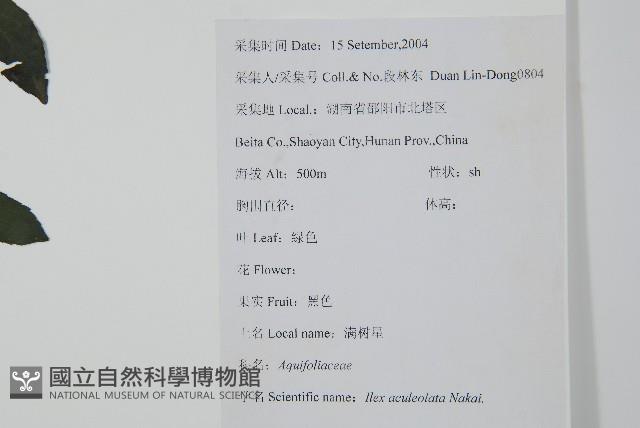 鼠李冬青、滿樹星藏品圖，第2張