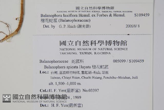 穗花蛇菰藏品圖，第2張