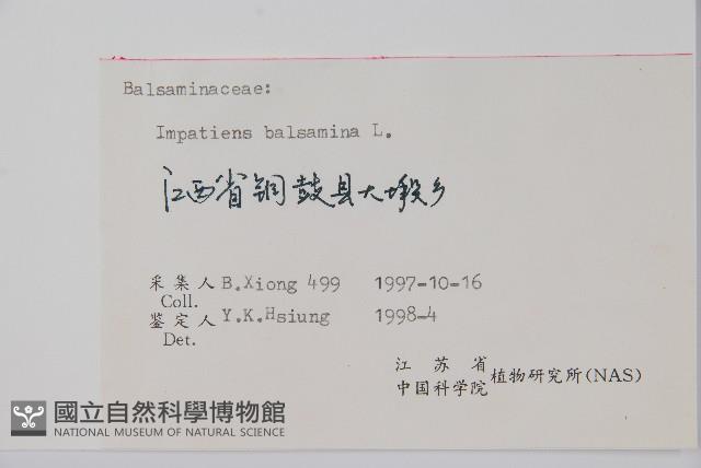 鳳仙花藏品圖，第2張