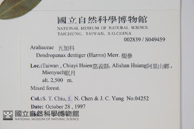 臺灣樹參藏品圖，第2張