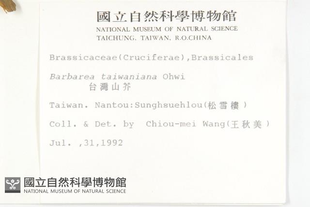 山芥菜藏品圖，第2張