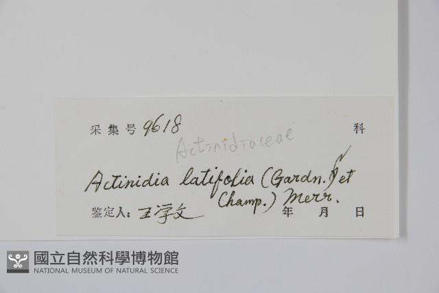 Brood-leaved actinidia Collection Image, Figure 2, Total 2 Figures