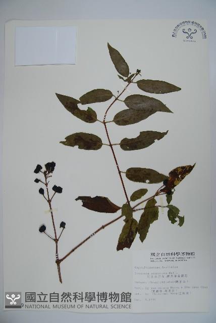 阿里山忍冬、漸尖葉忍冬藏品圖，第1張