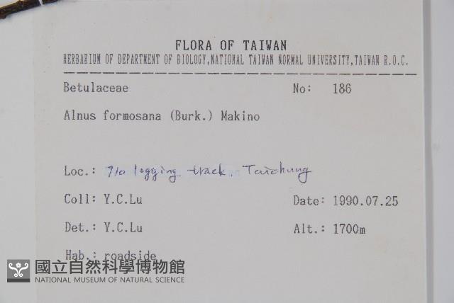 臺灣赤楊、臺灣榿木藏品圖，第2張