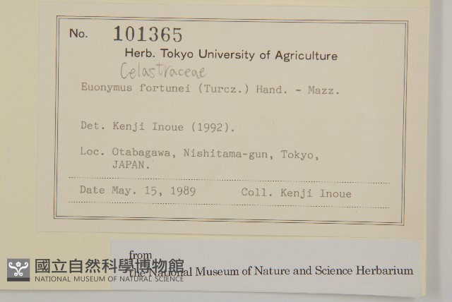 扶芳藤藏品圖，第2張