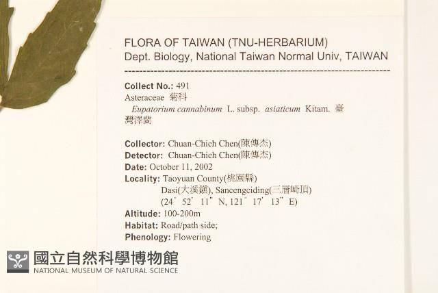 台灣澤蘭藏品圖，第2張