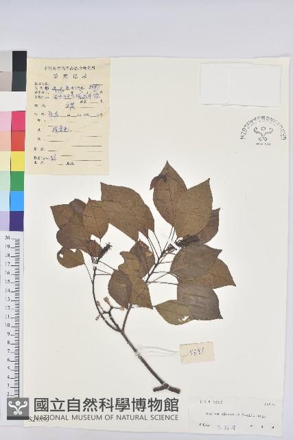 白臼藏品圖，第1張