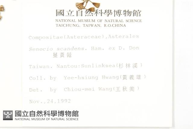 蔓黃菀藏品圖，第2張