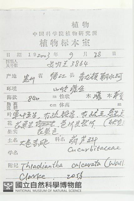大苞赤瓟藏品圖，第2張