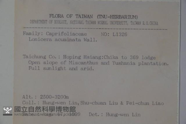 阿里山忍冬、漸尖葉忍冬藏品圖，第2張