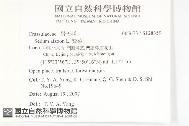 費菜藏品圖，第2張