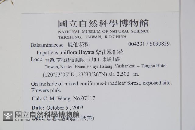 紫花鳳仙花藏品圖，第2張